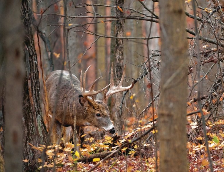 SUCCÈS DE CHASSE DANS LES DORTOIRS