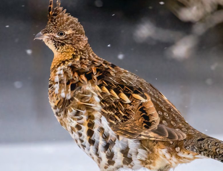 LA SAISON DE CHASSE À LA PERDRIX EST ENCORE EN COURS