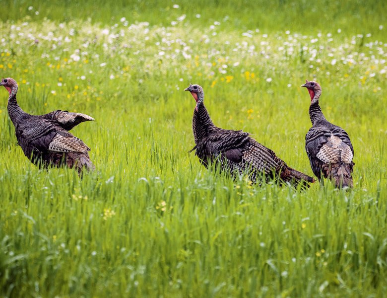 Trois dindons qui marchent dans le gazon