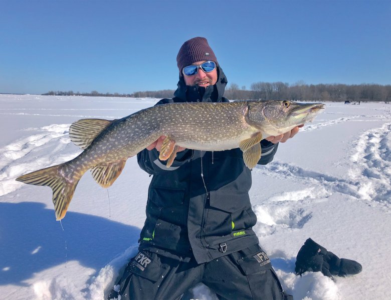 Brochet bien en chair que l’auteur pense être « nomade » pris dans une entrée de baie dans le fleuve.