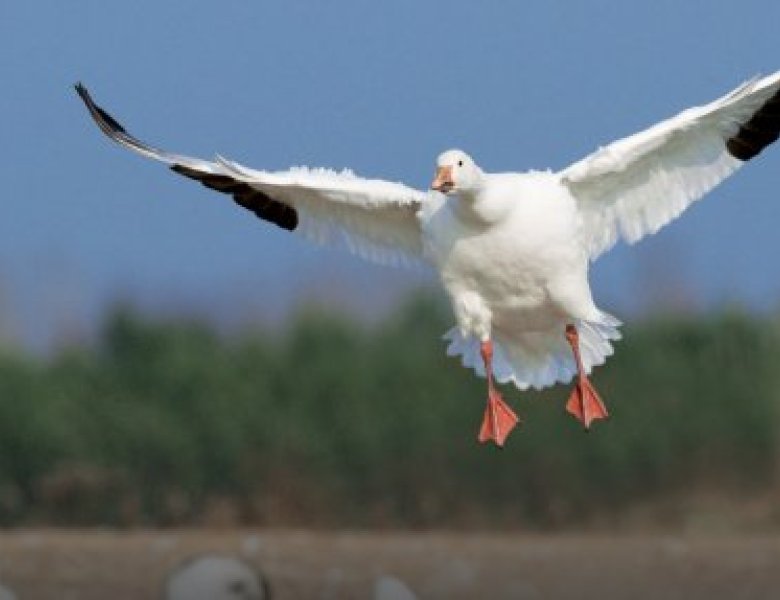 DÉMYSTIFIER LA CHASSE PRINTANIÈRE